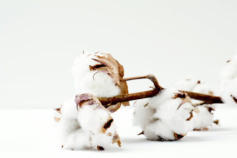 Le coton Égyptien : Le trésor textile de l'Égypte ancienne à aujourd'hui