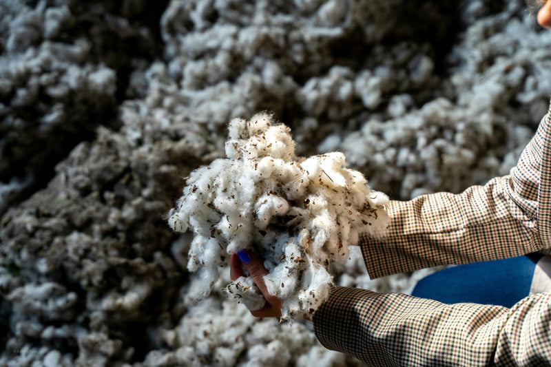 Le coton égyptien : comment reconnaître le vrai du faux ?