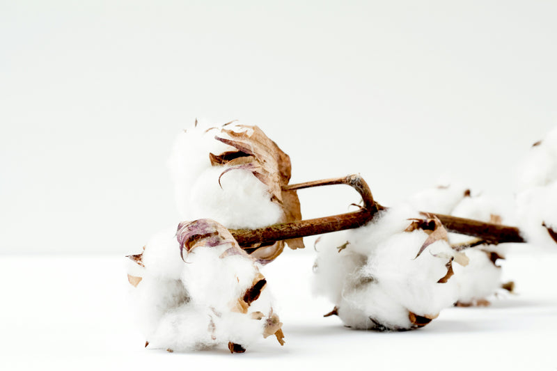 Le coton Égyptien : Le trésor textile de l'Égypte ancienne à aujourd'hui